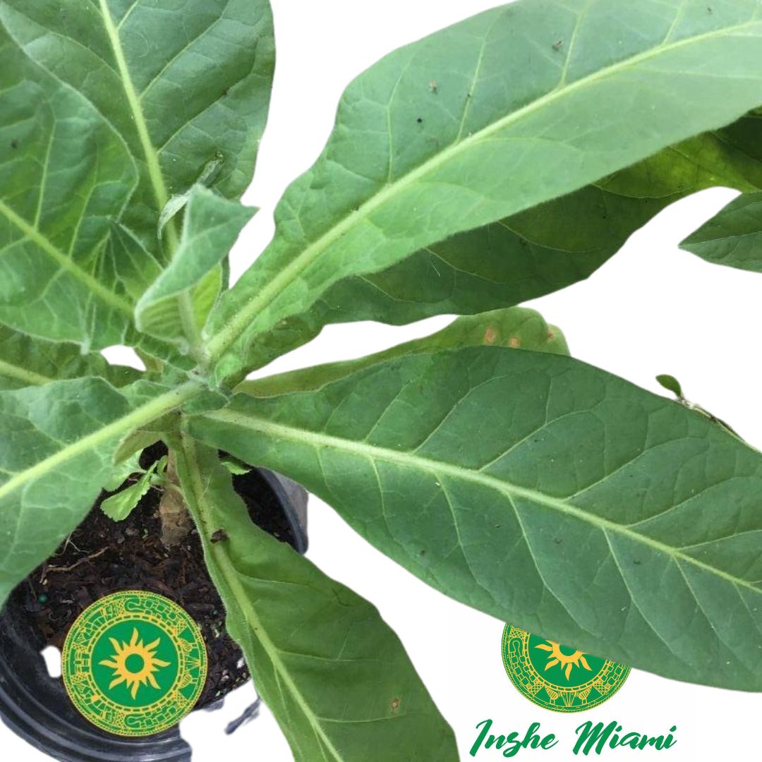 Mazo de Tabaco con Raiz