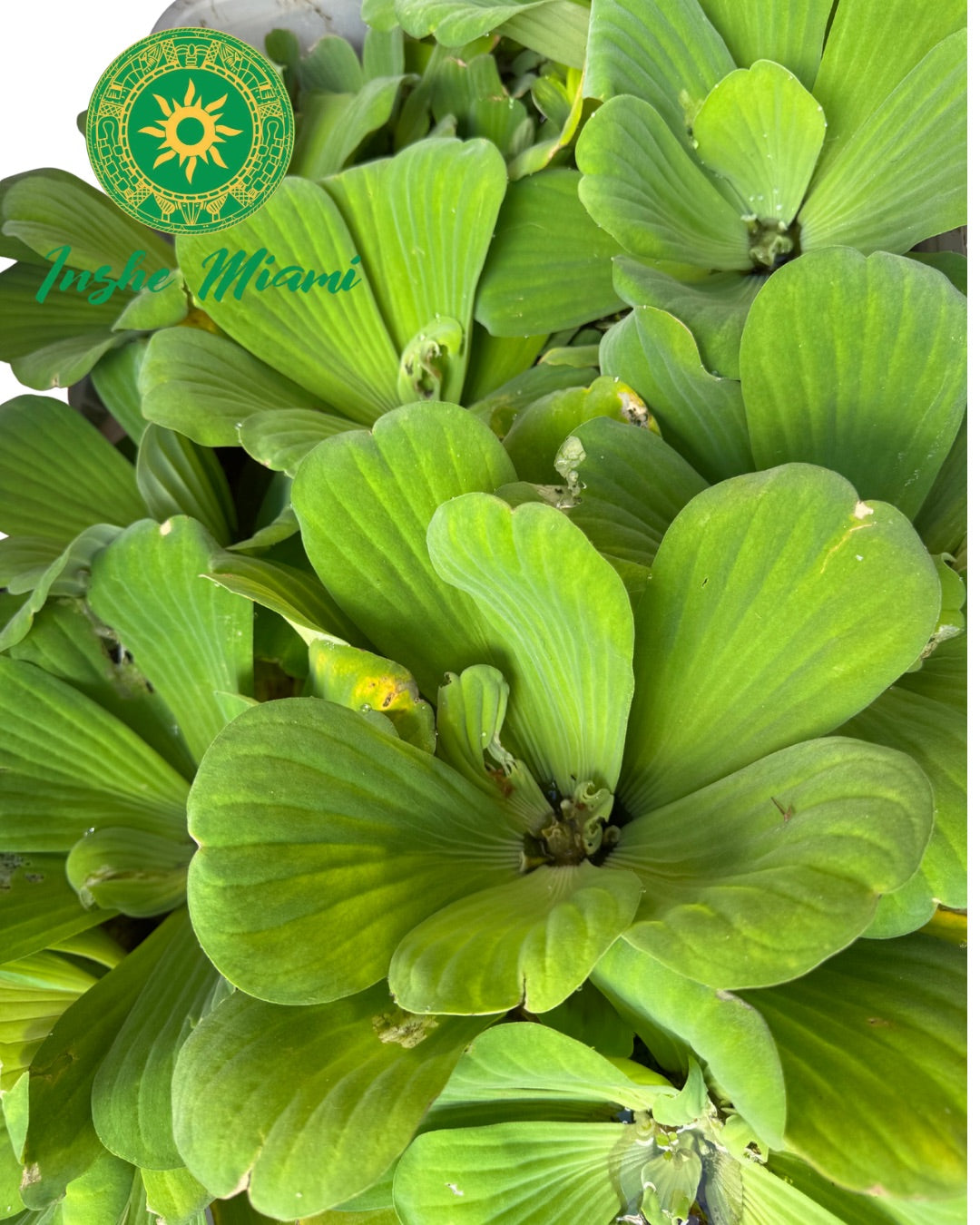 Natural Water Flower 2"–3" | Spiritual & Decorative Use | Inshe Miami