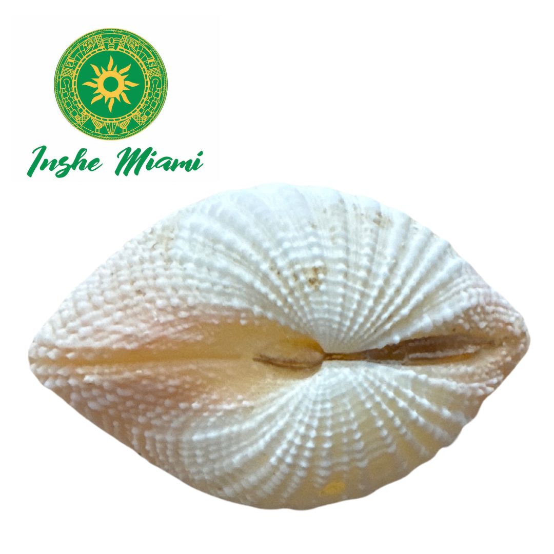 Concha Blanca Dos Tapas 2"- 3"