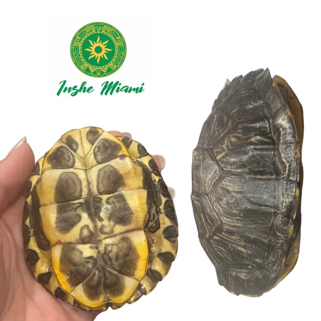 Carapacho de Jicotea 2"-3"