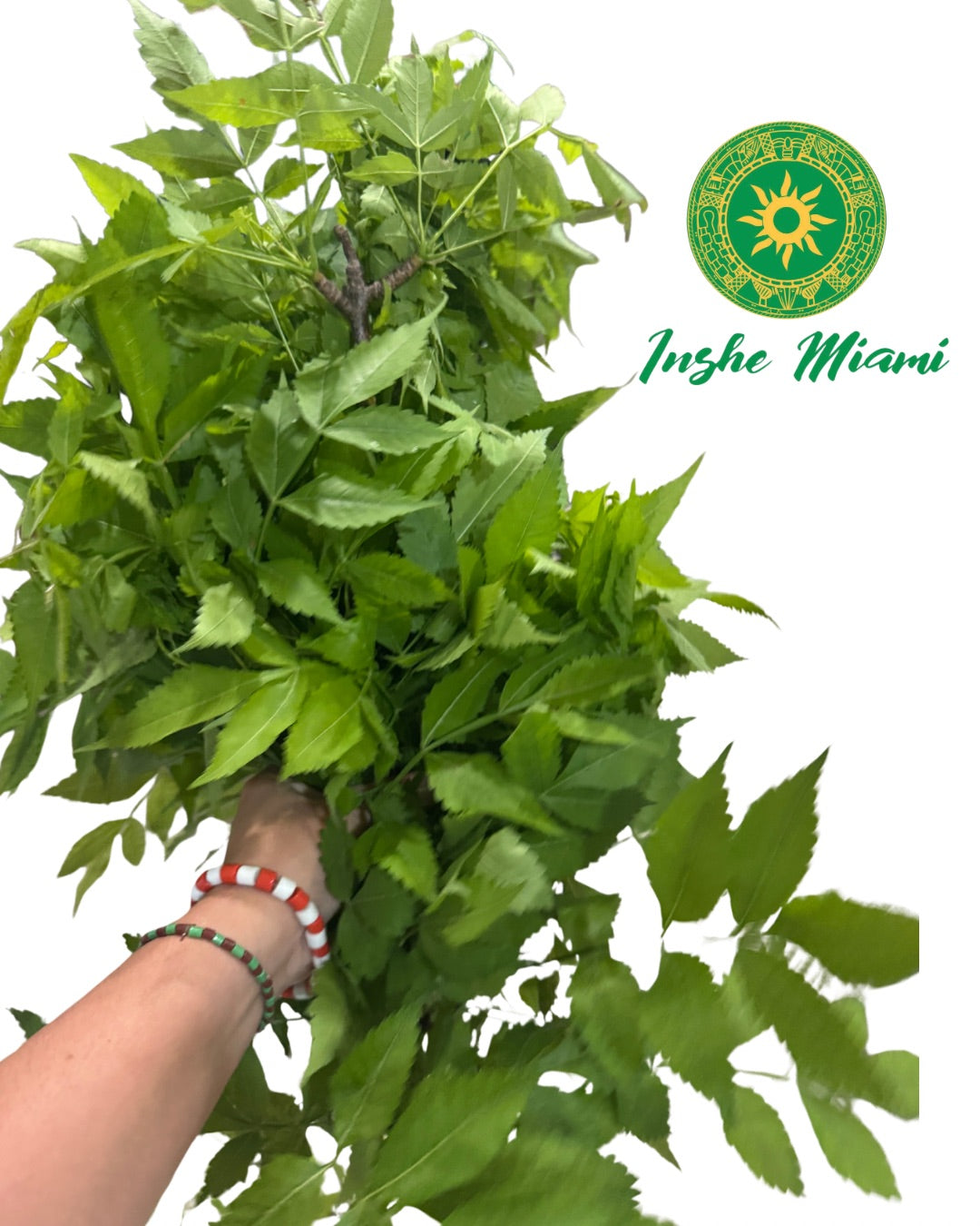 Paradise – Fresh Stems with Leaves | Spiritual Use | Inshe Miami