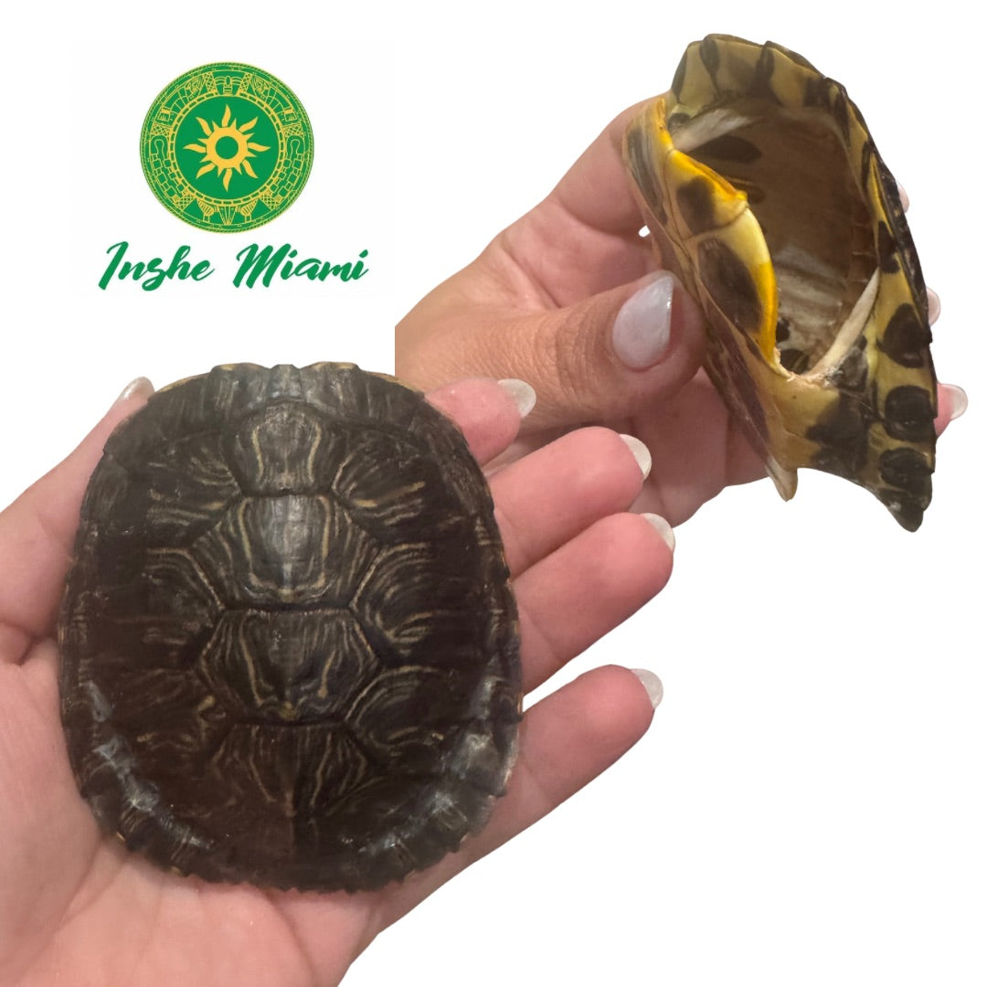 Carapacho de Jicotea 2"-3"