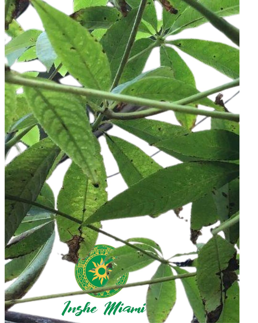 CEIBA