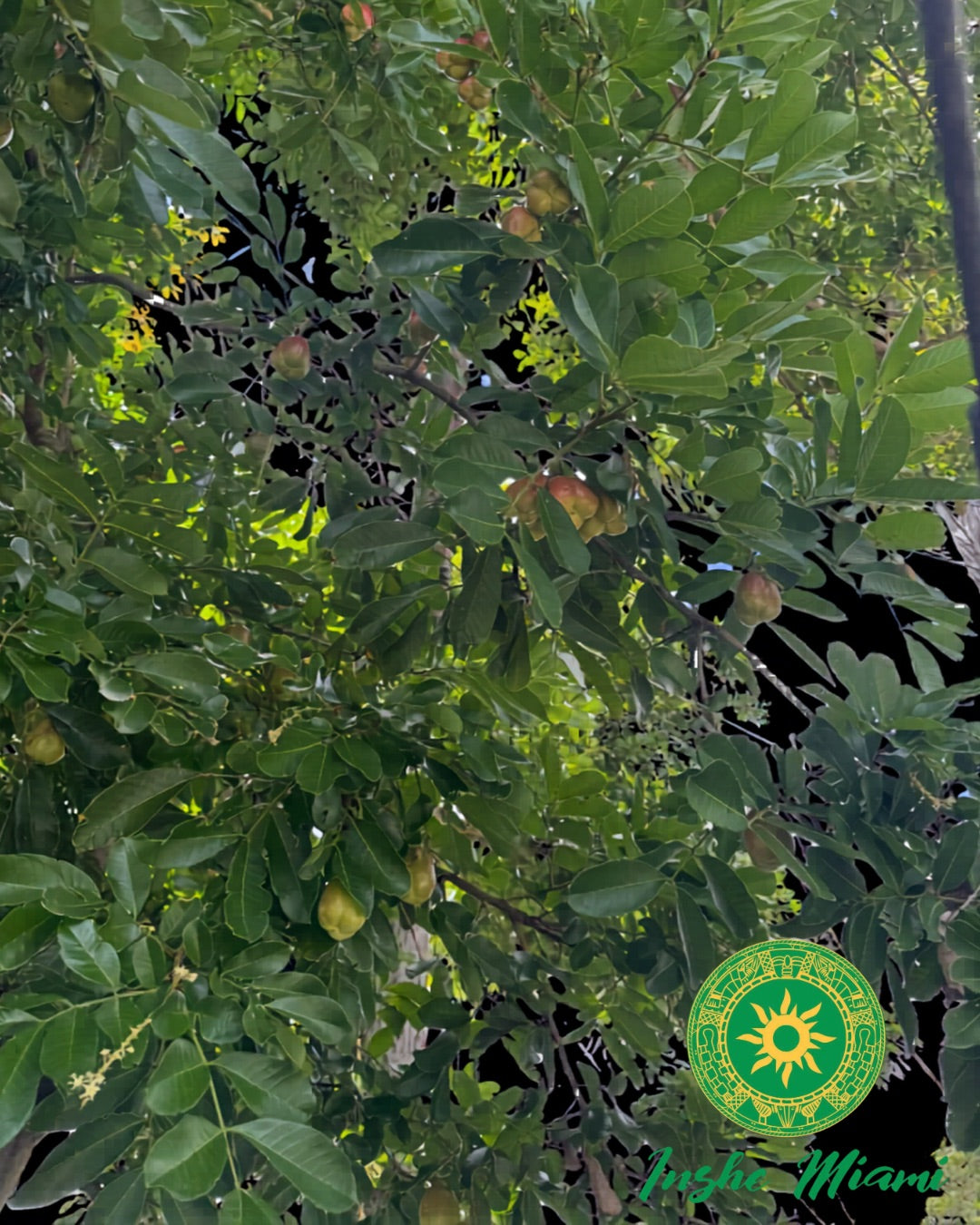 Seso Vegetal – Gajos Frescos | Uso Espiritual | Inshe Miami