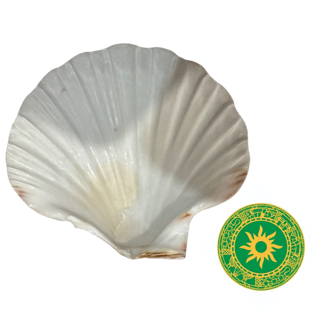 Concha Blanca 3"- 4"