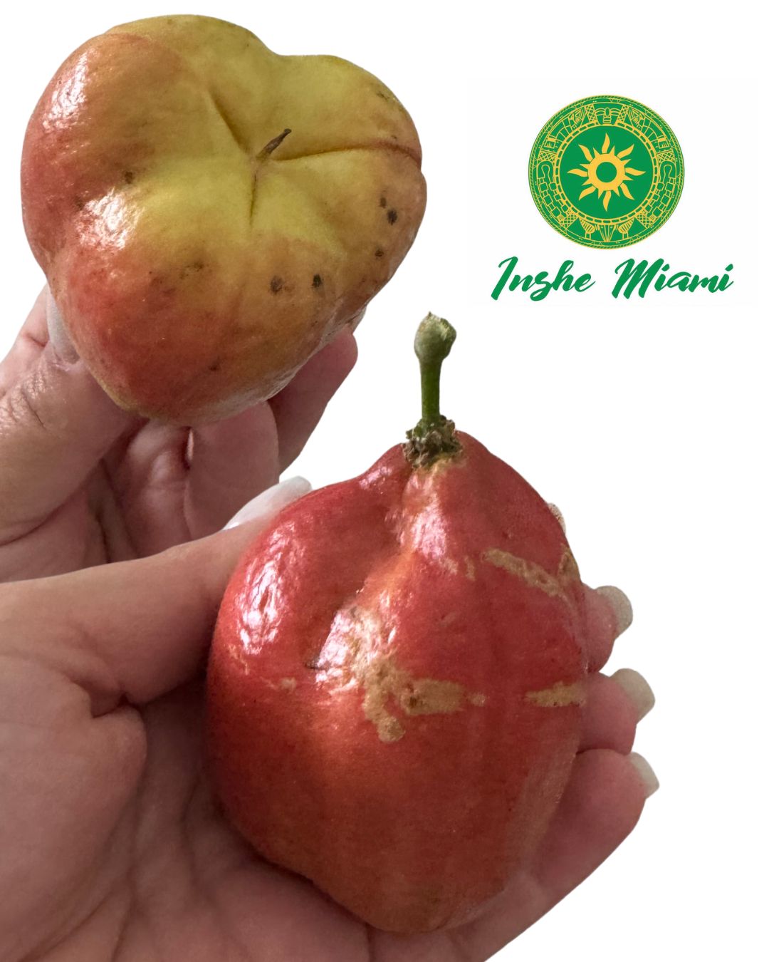 Vegetable Brain Fruit – Traditional for Head Rogations | Inshe Miami
