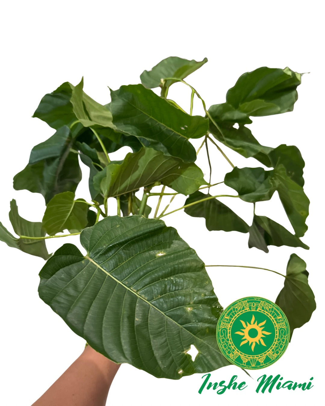 Mazo de Salvadera