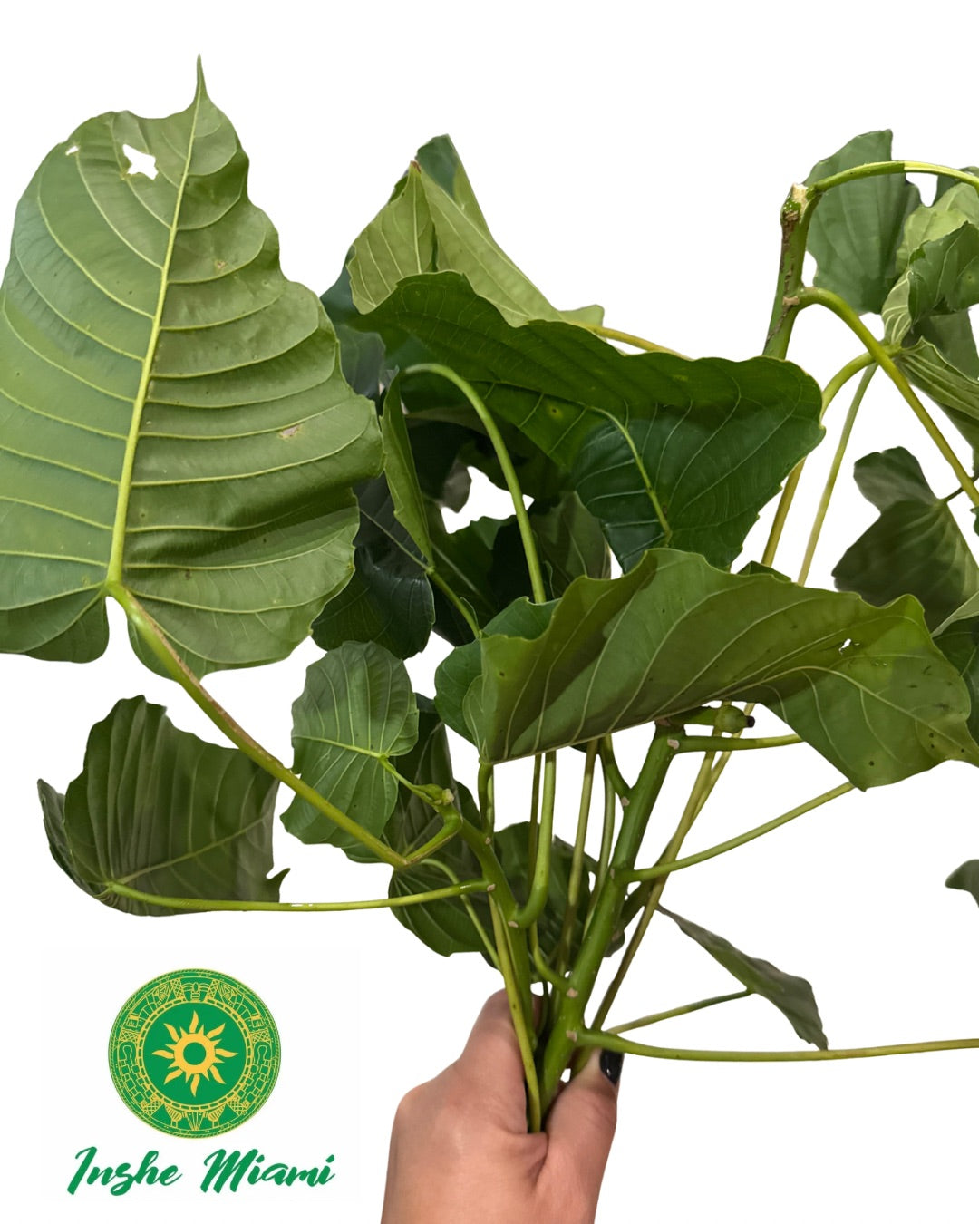 Mazo de Salvadera