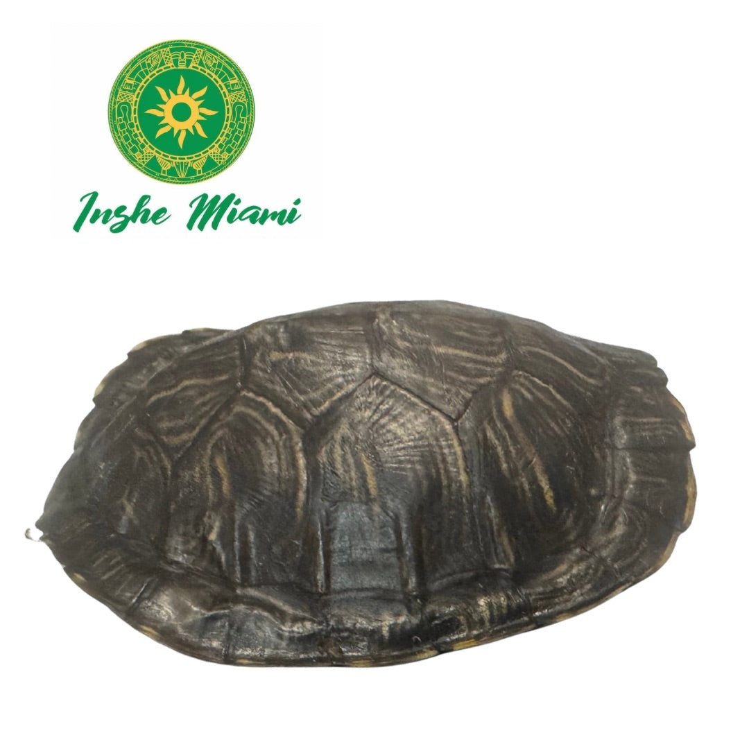 Carapacho de Jicotea 2"-3"