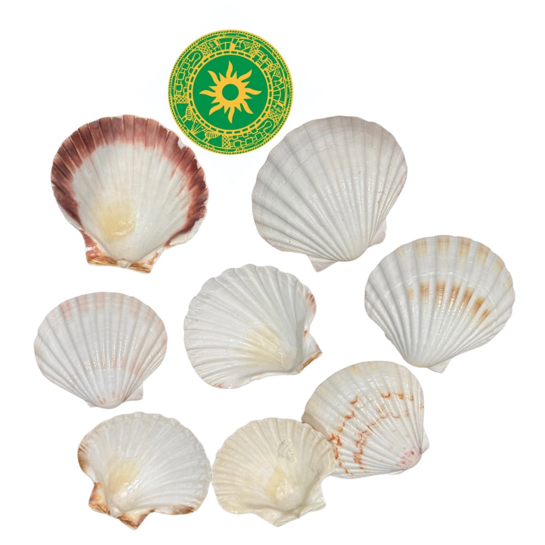 Concha Blanca 3"- 4"