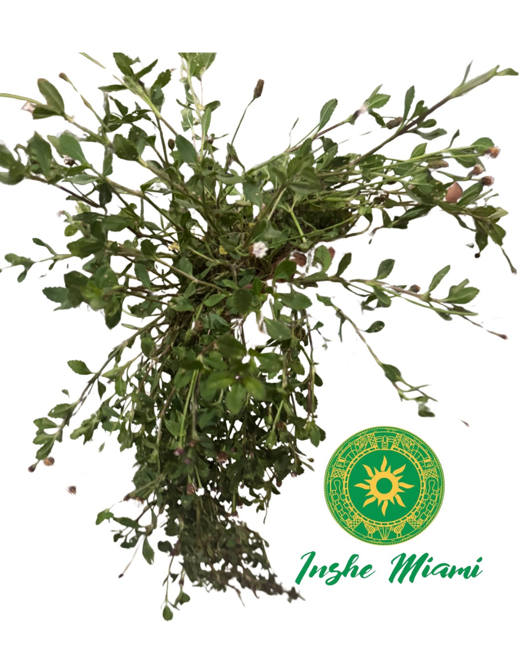 Quita Maldición de Babalawo Foforito – Tallos Frescos con Hojas o Planta con Raíz | Uso Espiritual | Inshe Miami