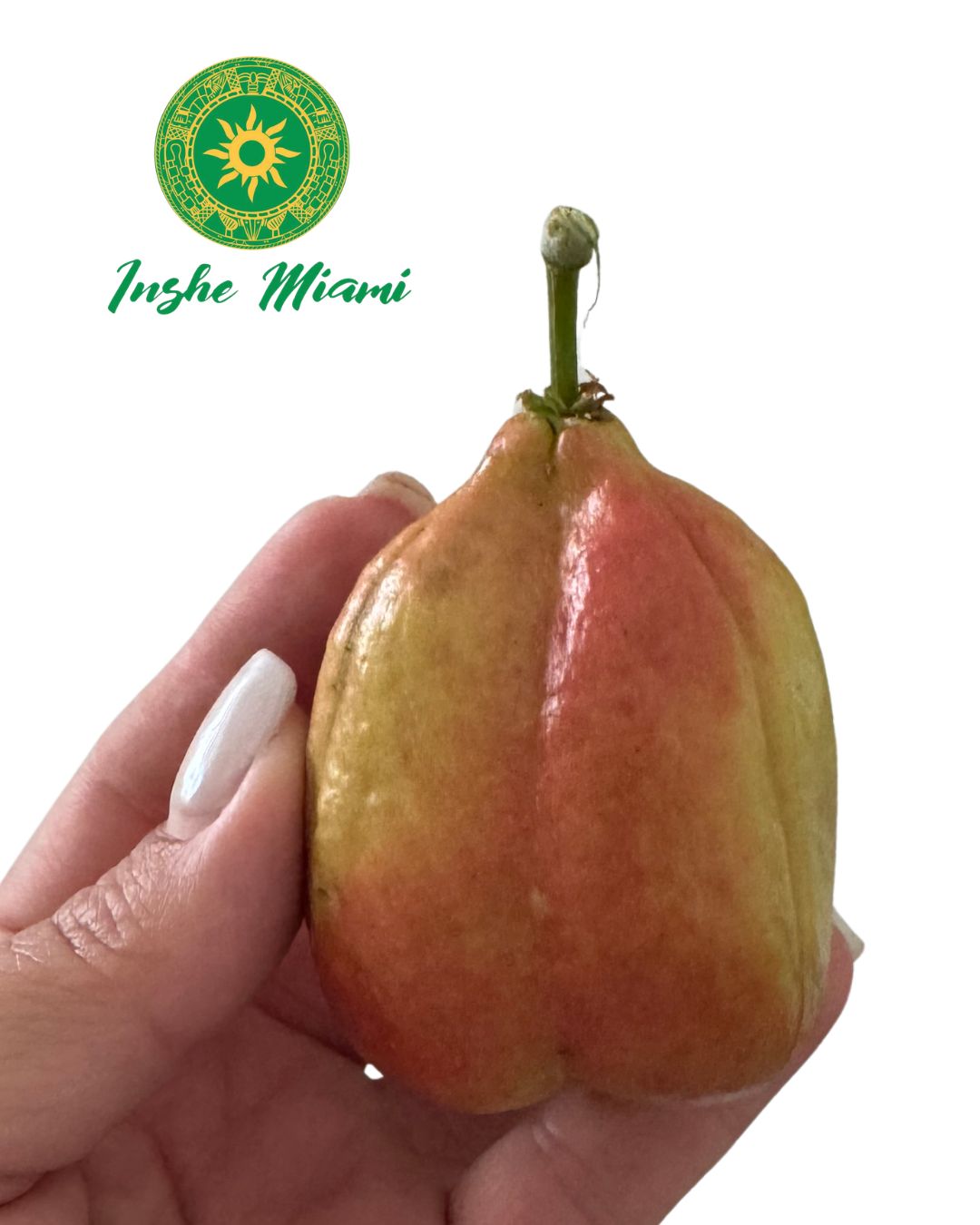 Set Basico para Rogacion de Cabeza Ibori| Implementos Tradicionales Ifa, Yoruba y Santeria | Inshe Miami