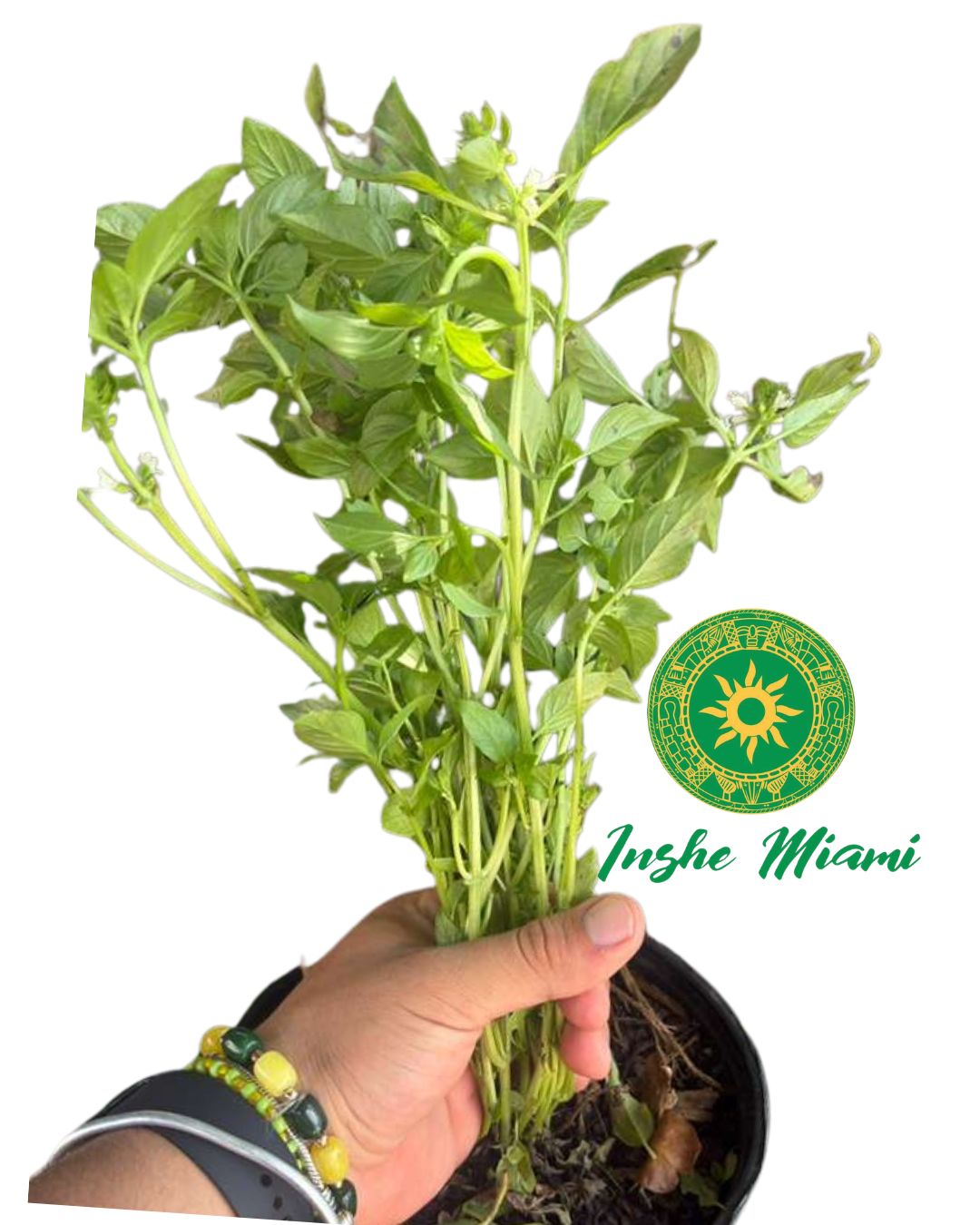 Albahaca Blanca (Basil) – Tallos Frescos con Hojas o Planta con Raíz | Uso Espiritual | Inshe Miami
