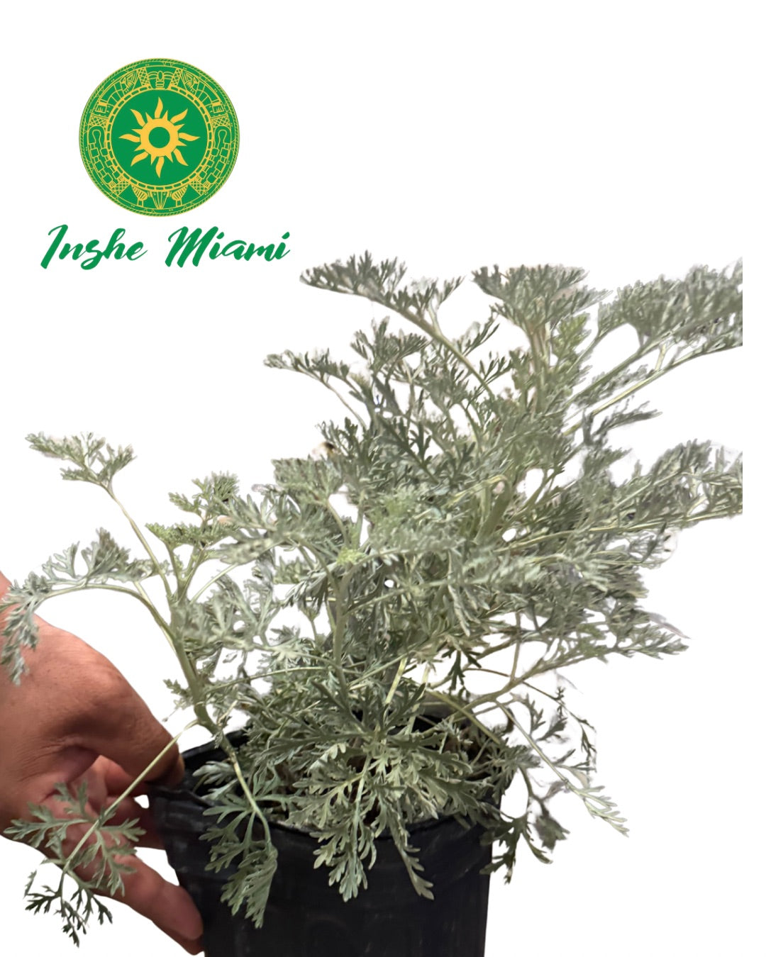 Colonia – Tallos Frescos con Hojas o Planta con Raiz | Uso Espiritual | Inshe Miami