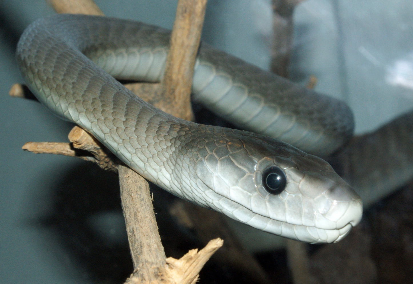 Serpiente / Maja / Culebra