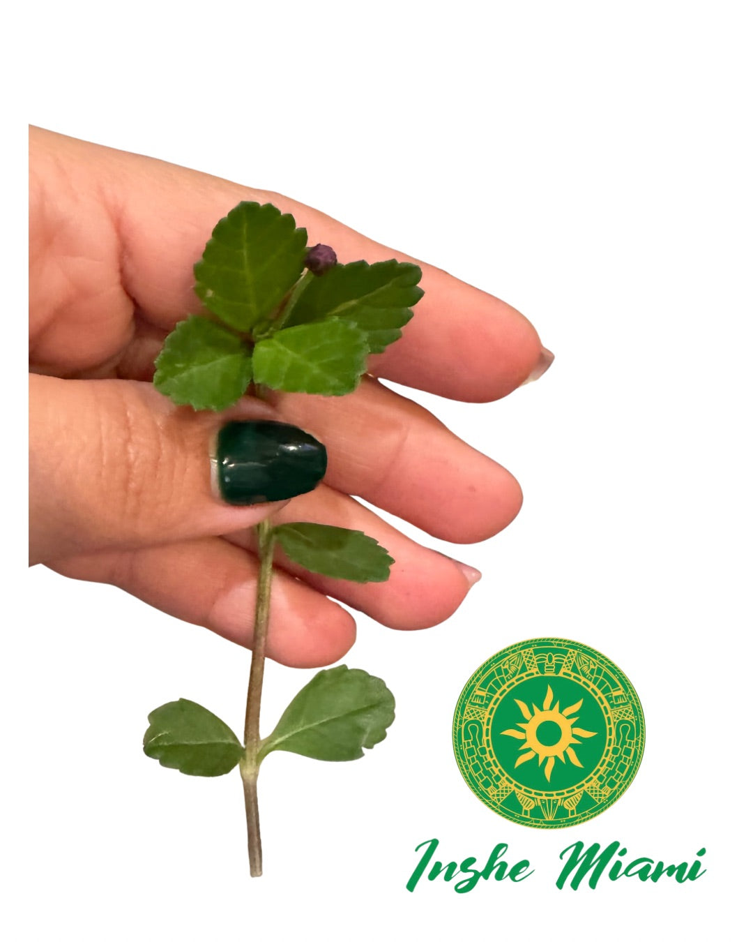 Mazo de Quita Maldicion de Babalawo Foforito