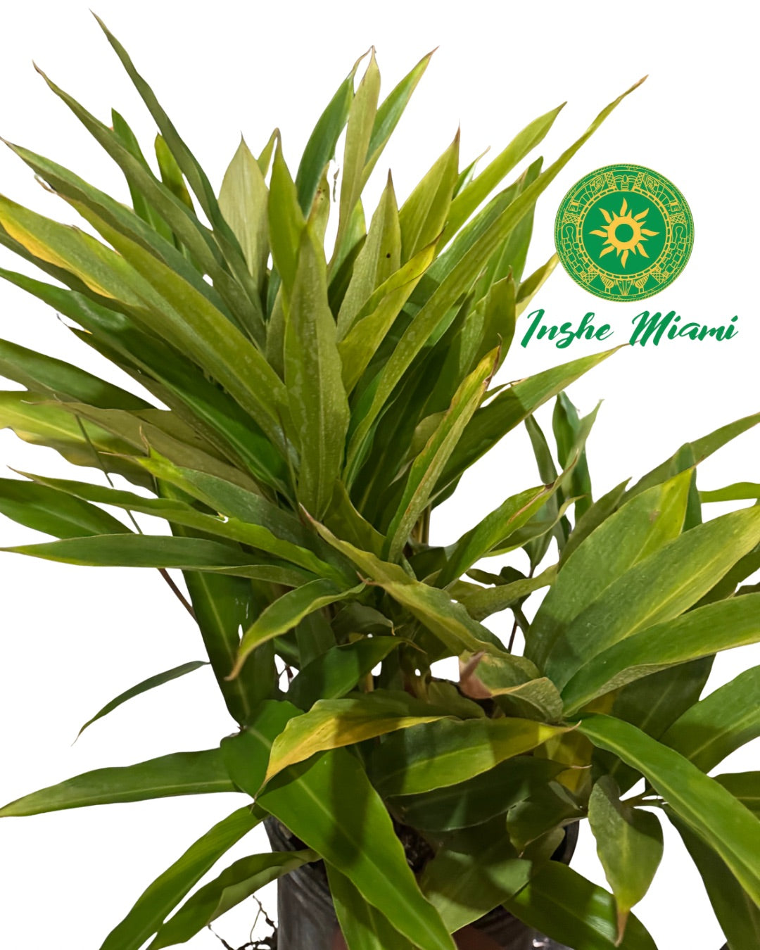 Colonia – Tallos Frescos con Hojas o Planta con Raiz | Uso Espiritual | Inshe Miami