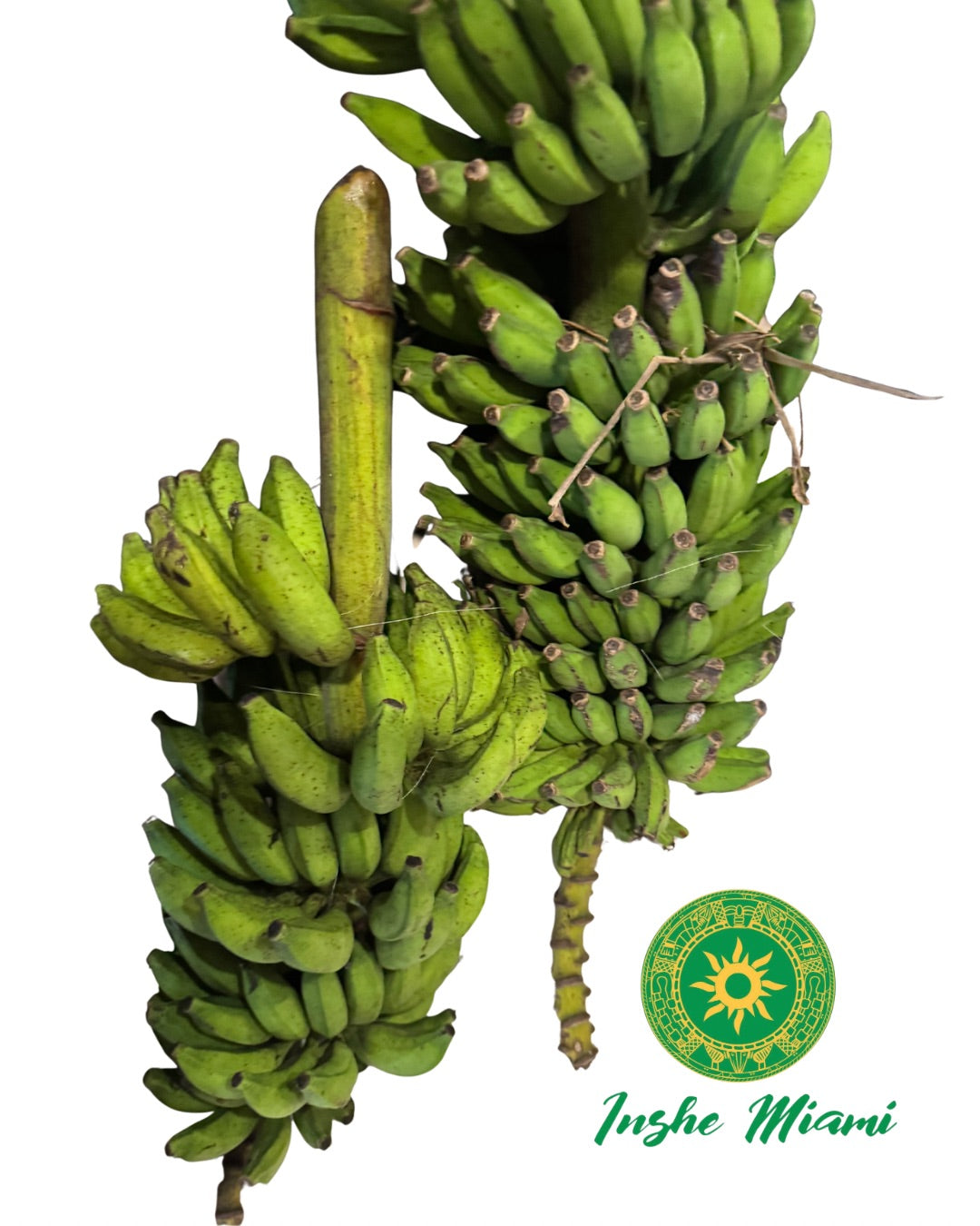 Racimo de Platano Natural para Ofrendas y Ceremonias | Inshe Miami