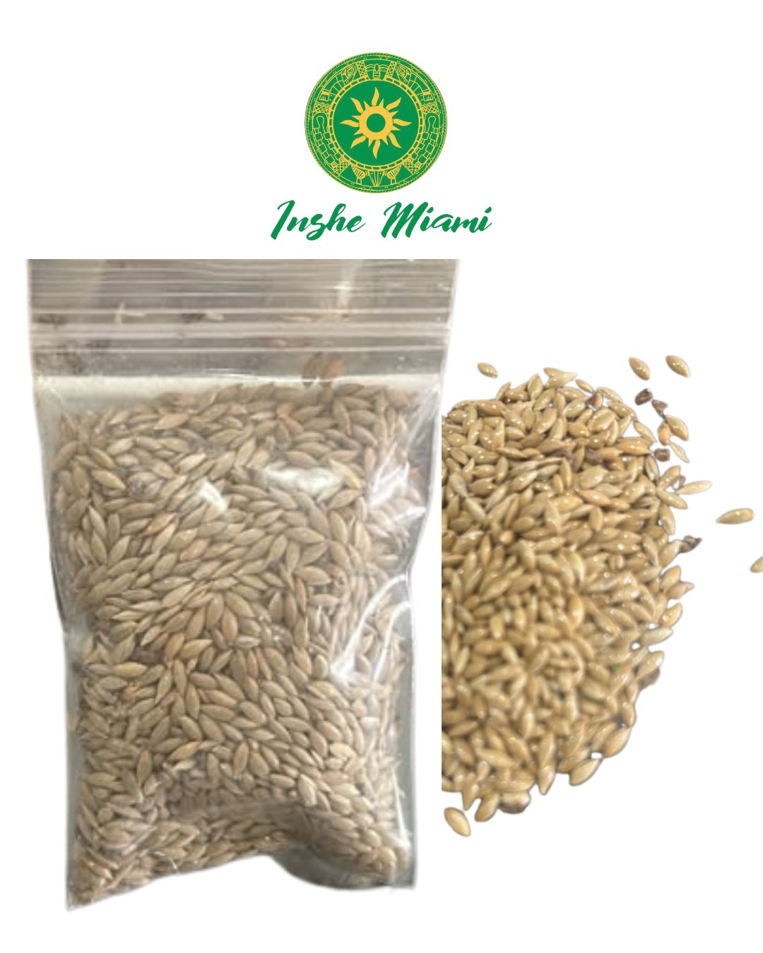 Canary Seed – Traditional Seeds | Inshe Miami