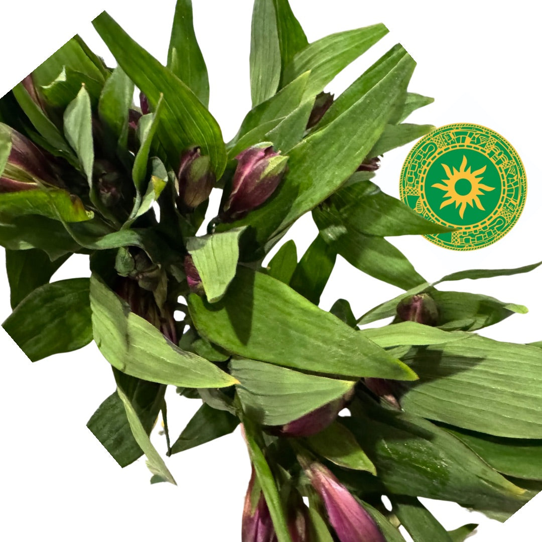 Ramo de Flor Whistler Alstroemeria