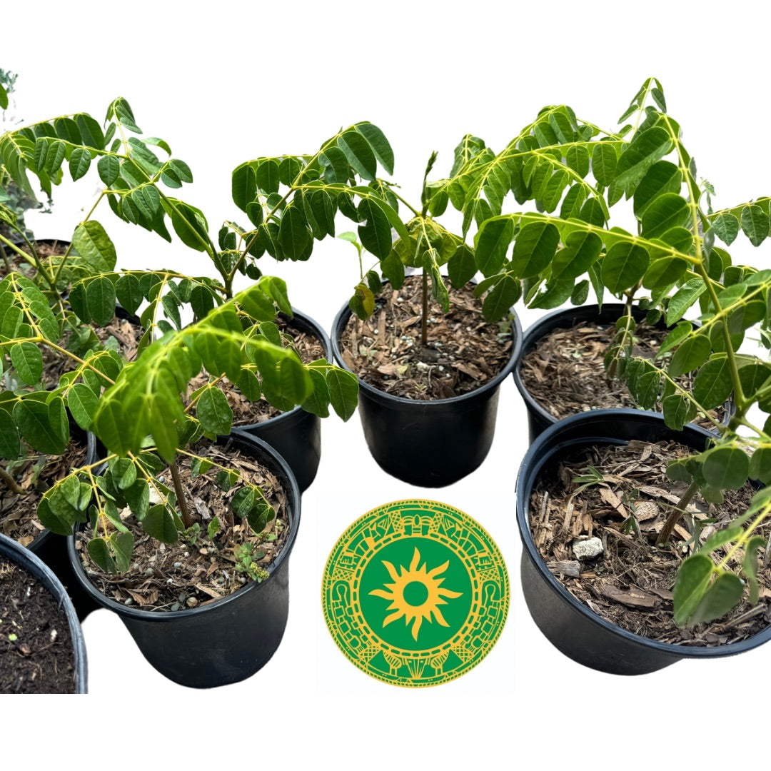 Planta de Quita Maldicion