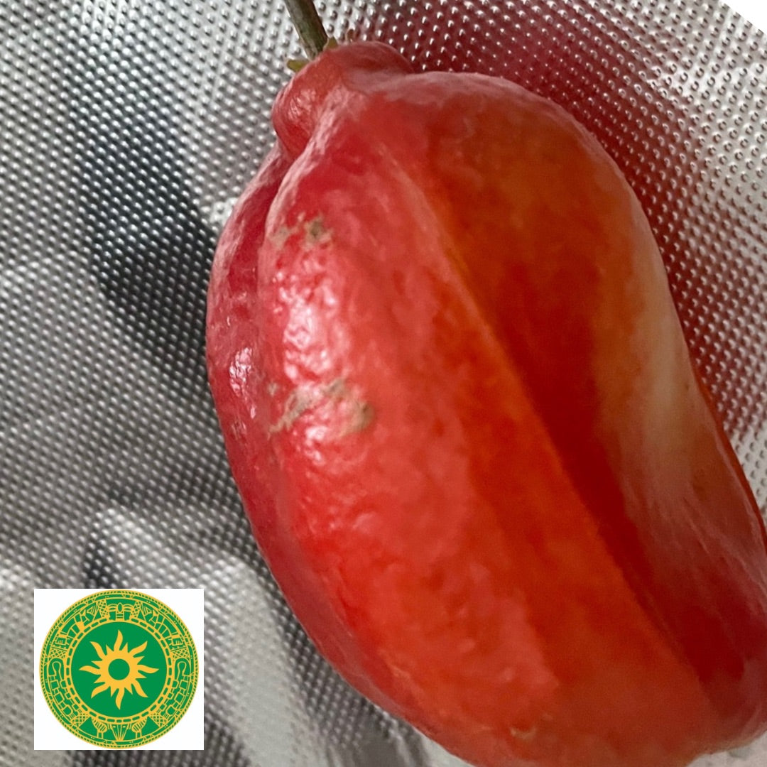 Fruta del Seso Vegetal