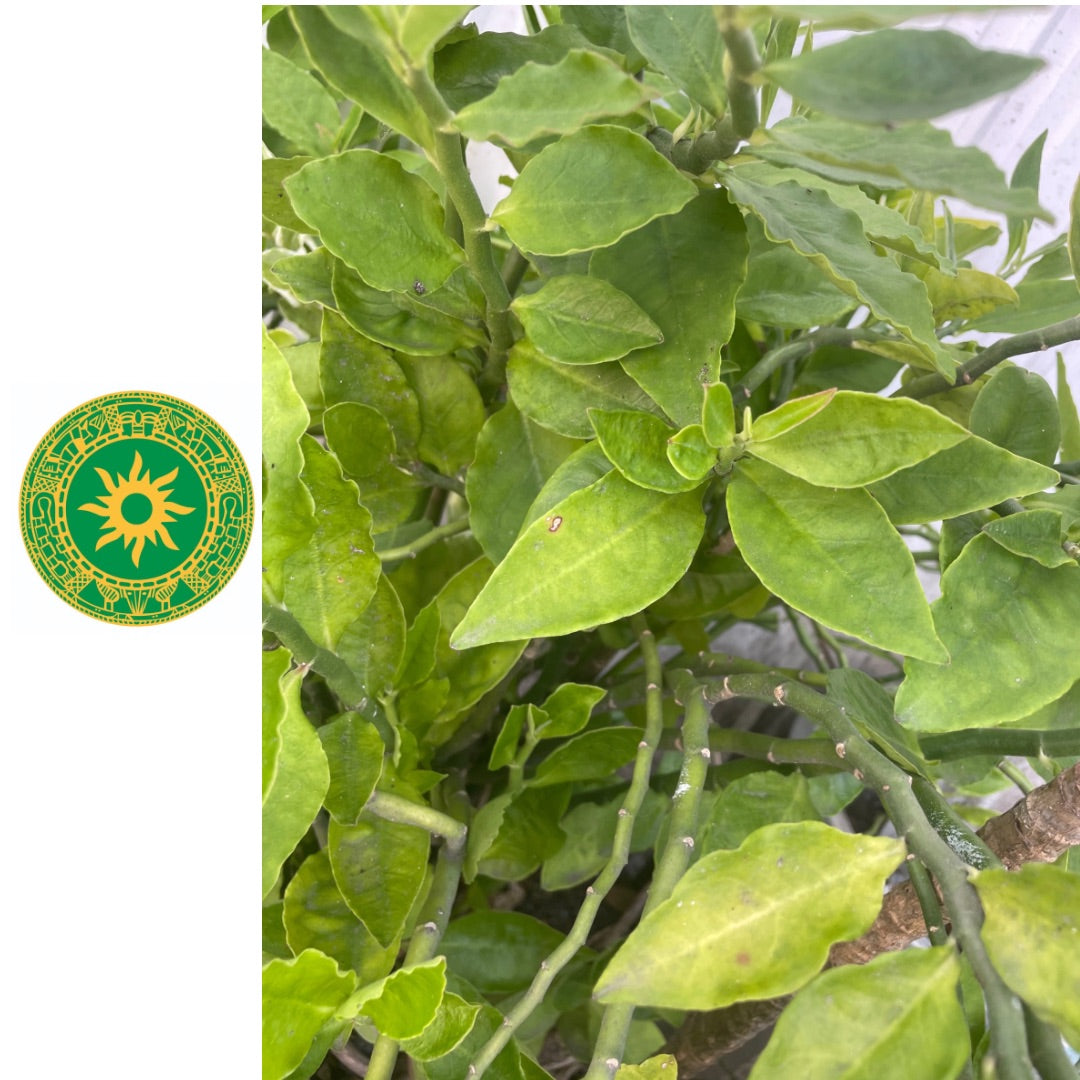 Atiponla with Root