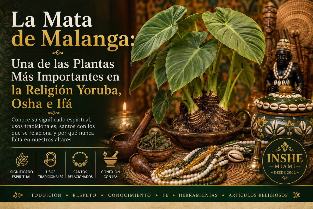Hoja de Malanga Fresca – Tallo y Hoja Natural | Inshe Miami