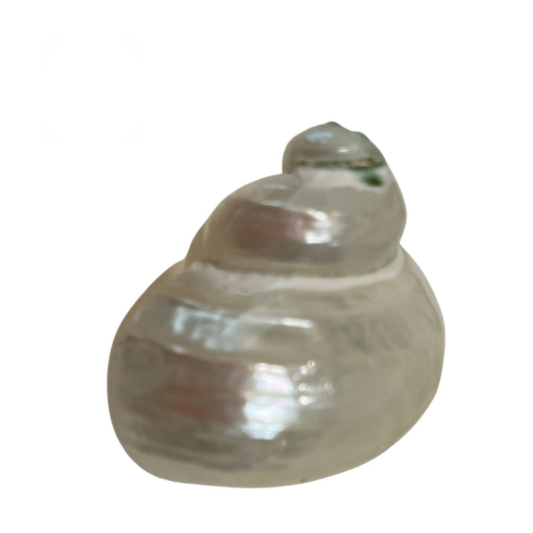 Caracol Perlado 1.5"–2" para Orisha Oko – 1 o 25 | Inshe Miami