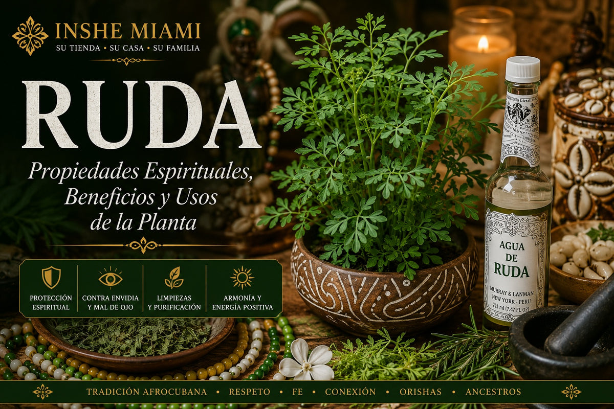 Ruda (Rue) – Planta con Raíz Fresca | Uso Espiritual y Protección | Inshe Miami