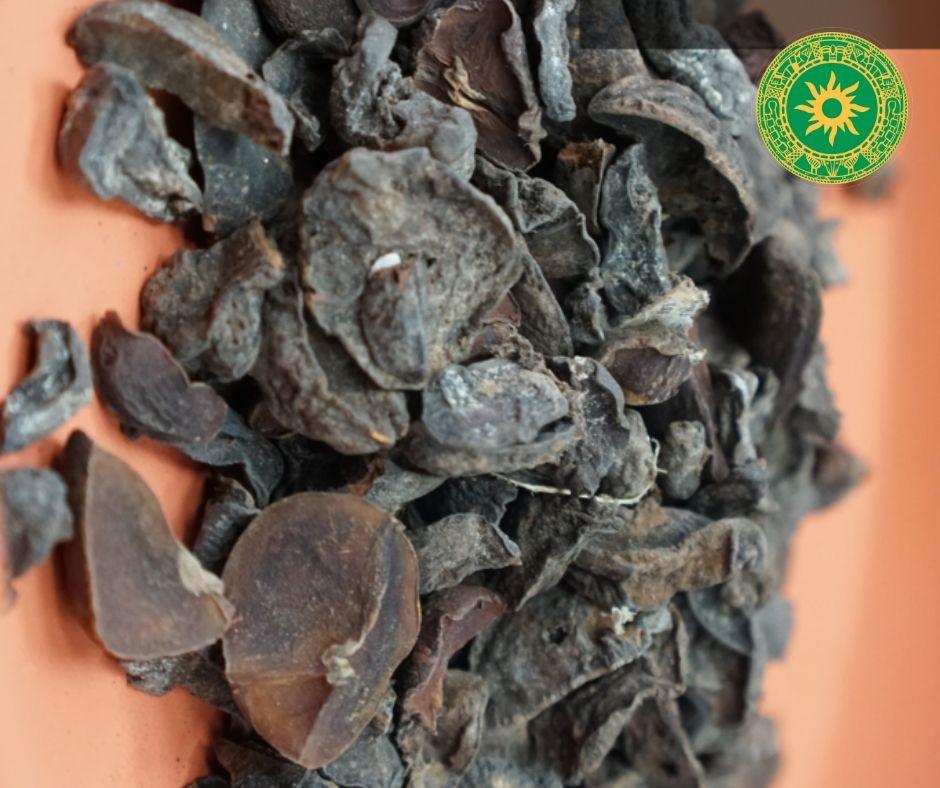 OBI KOLA OBI KOLA - Inshe Miami BotanicasYoruba 4 ONZA