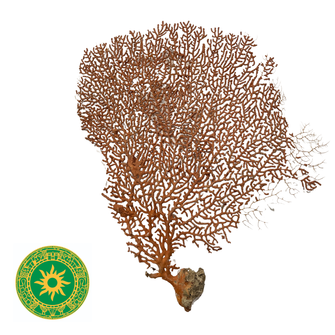 Sea Fan - Sea Fan
