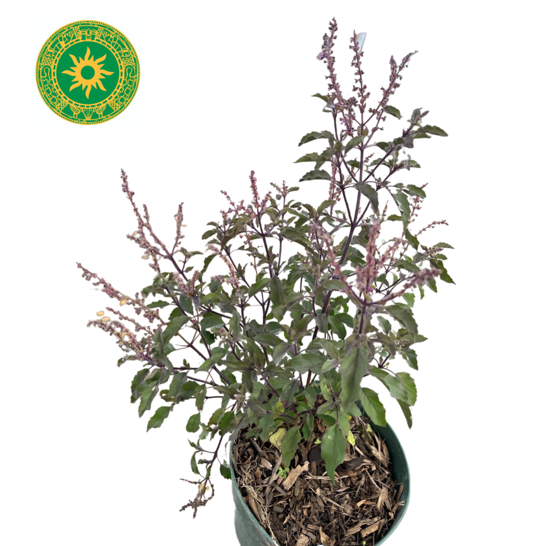 Mazo de Albahaca Morada