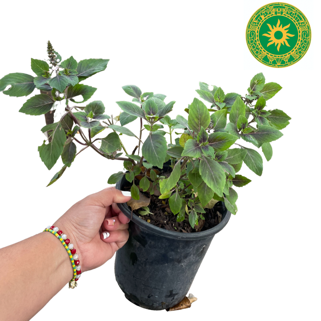Mazo de Albahaca Morada