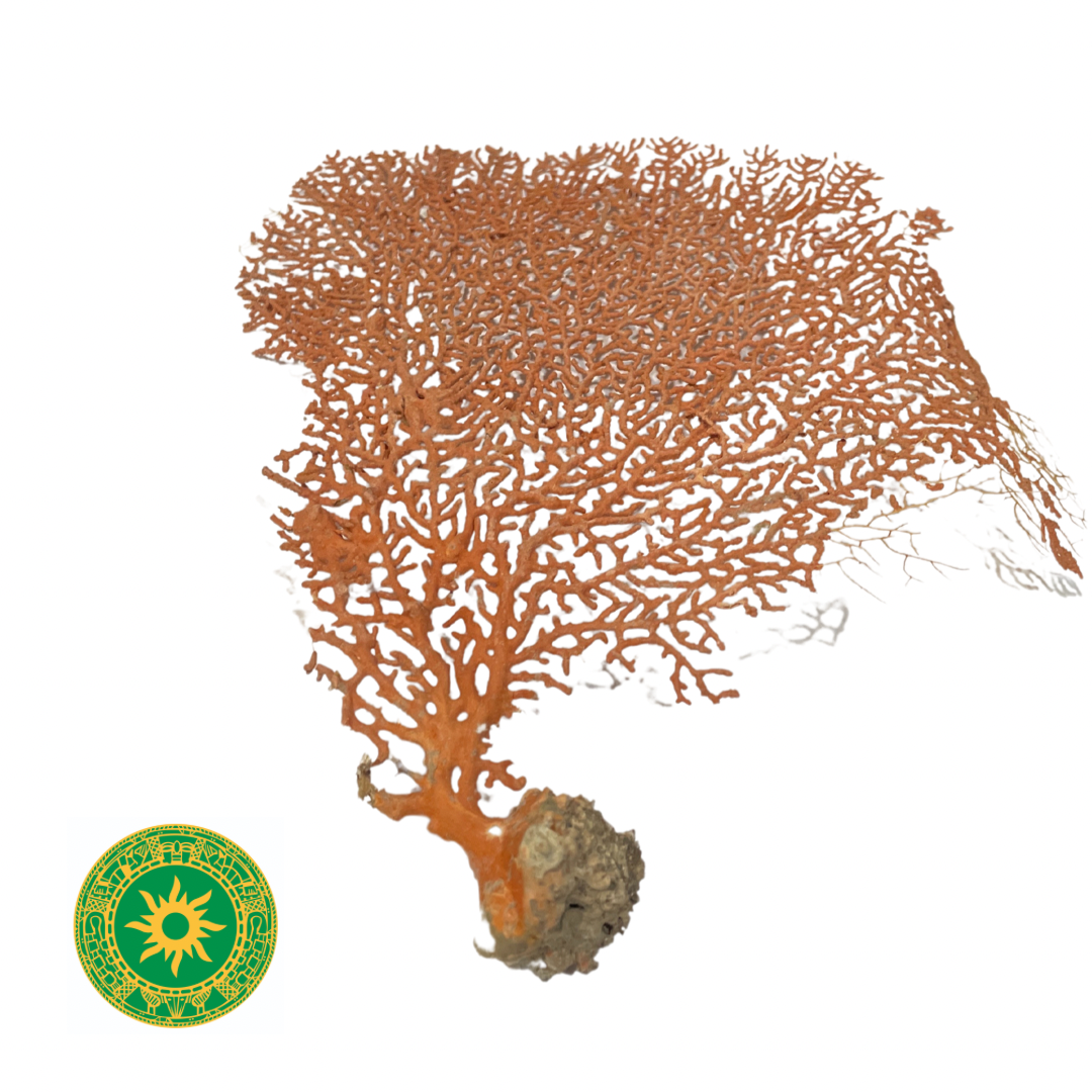 Sea Fan - Sea Fan