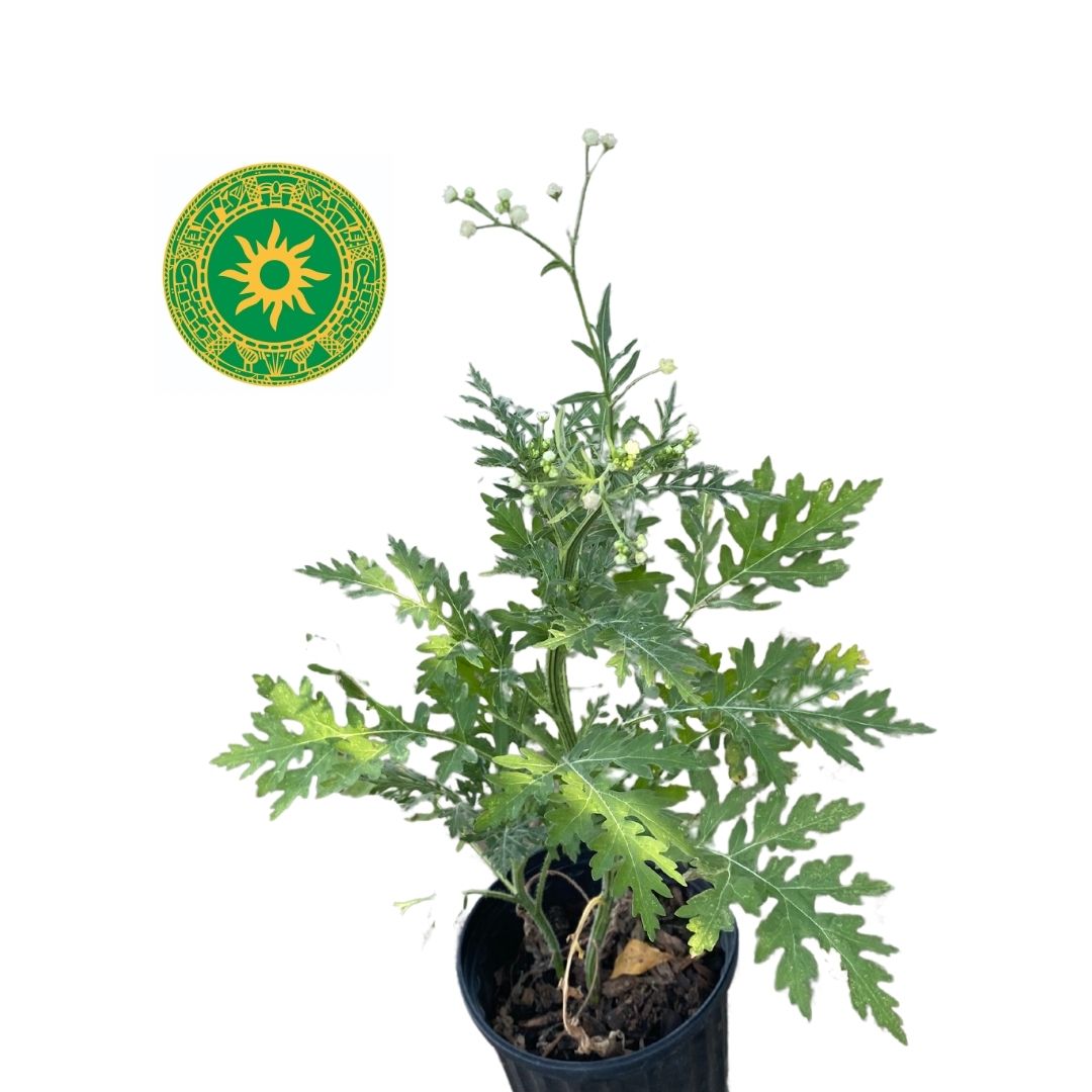 ESCOBA AMARGA