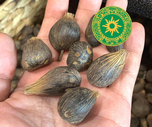 IKIN / 4 OJO IKIN / 4 OJO - Inshe Miami IKIN BotanicasYoruba