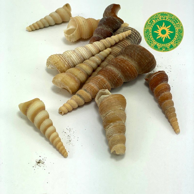 7 CARACOLES TIRABUZÓN 7 CARACOLES TIRABUZÓN - Inshe Miami CARACOLES BotanicasYoruba