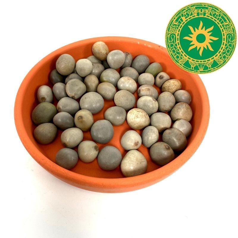 SEMILLAS 12 UNIDADES SEMILLAS 12 UNIDADES - Inshe Miami Camillas BotanicasYoruba guacalote