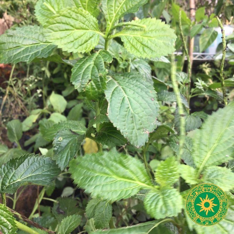 VERBENA VERBENA - Inshe Miami PLANTAS INSHE MIAMI