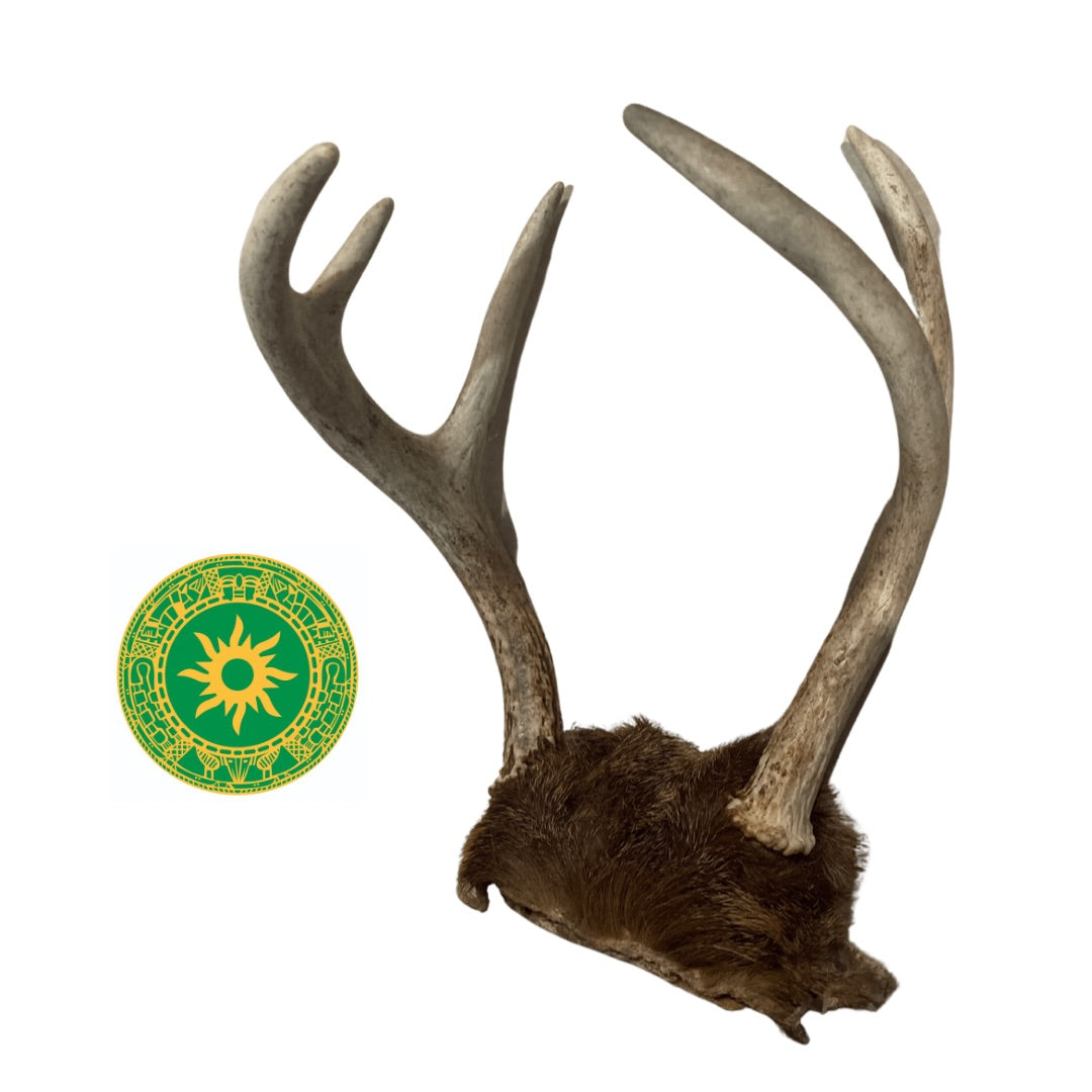 Frontil de Venado
