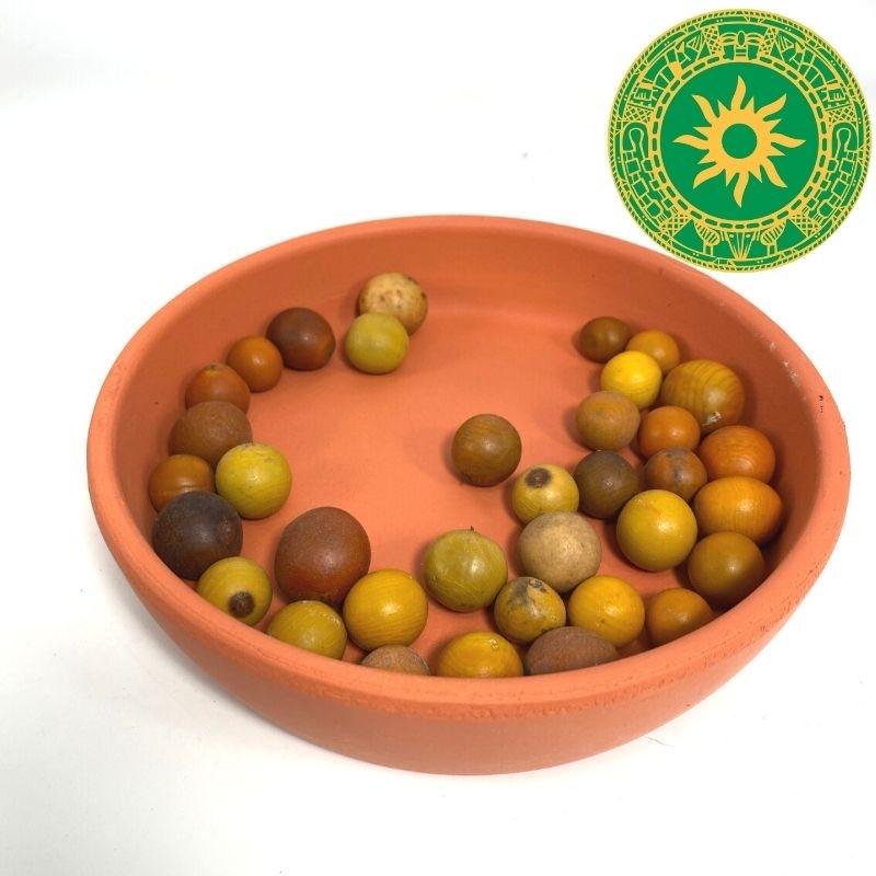 SEMILLAS 12 UNIDADES SEMILLAS 12 UNIDADES - Inshe Miami Camillas BotanicasYoruba Mate amarillo