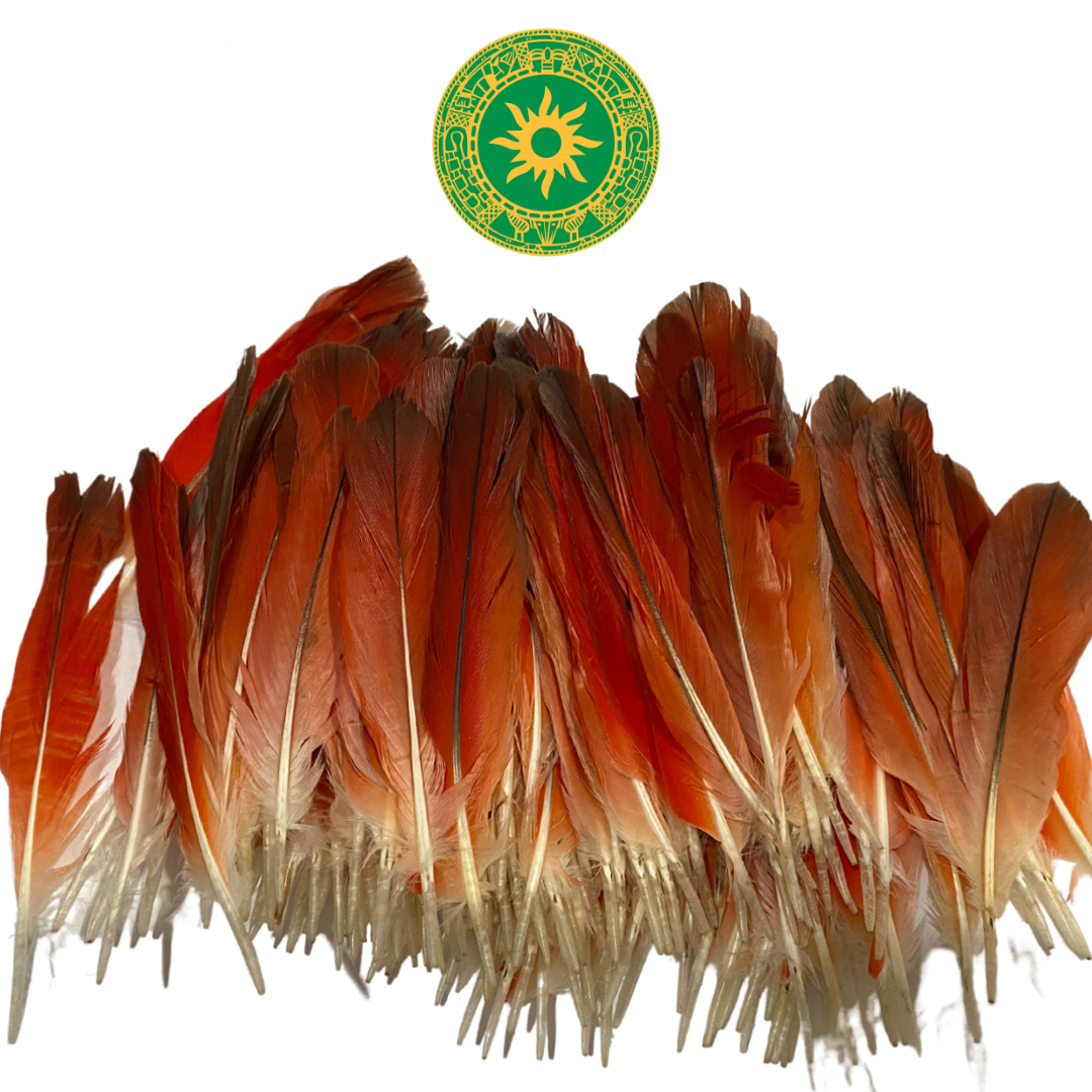 Parrot Feather 3.5"- 4.5"