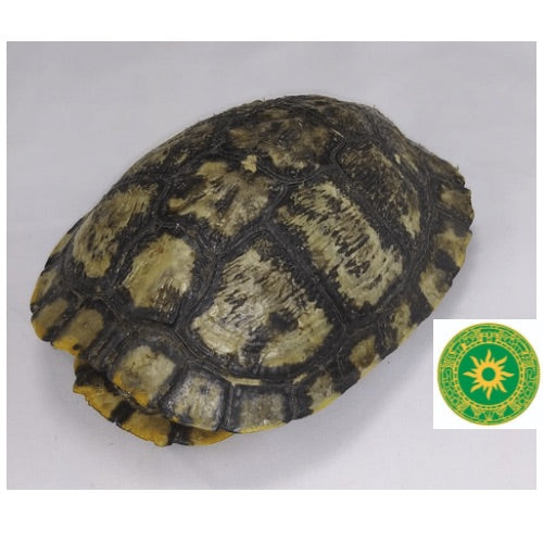Squid Carapace 6"