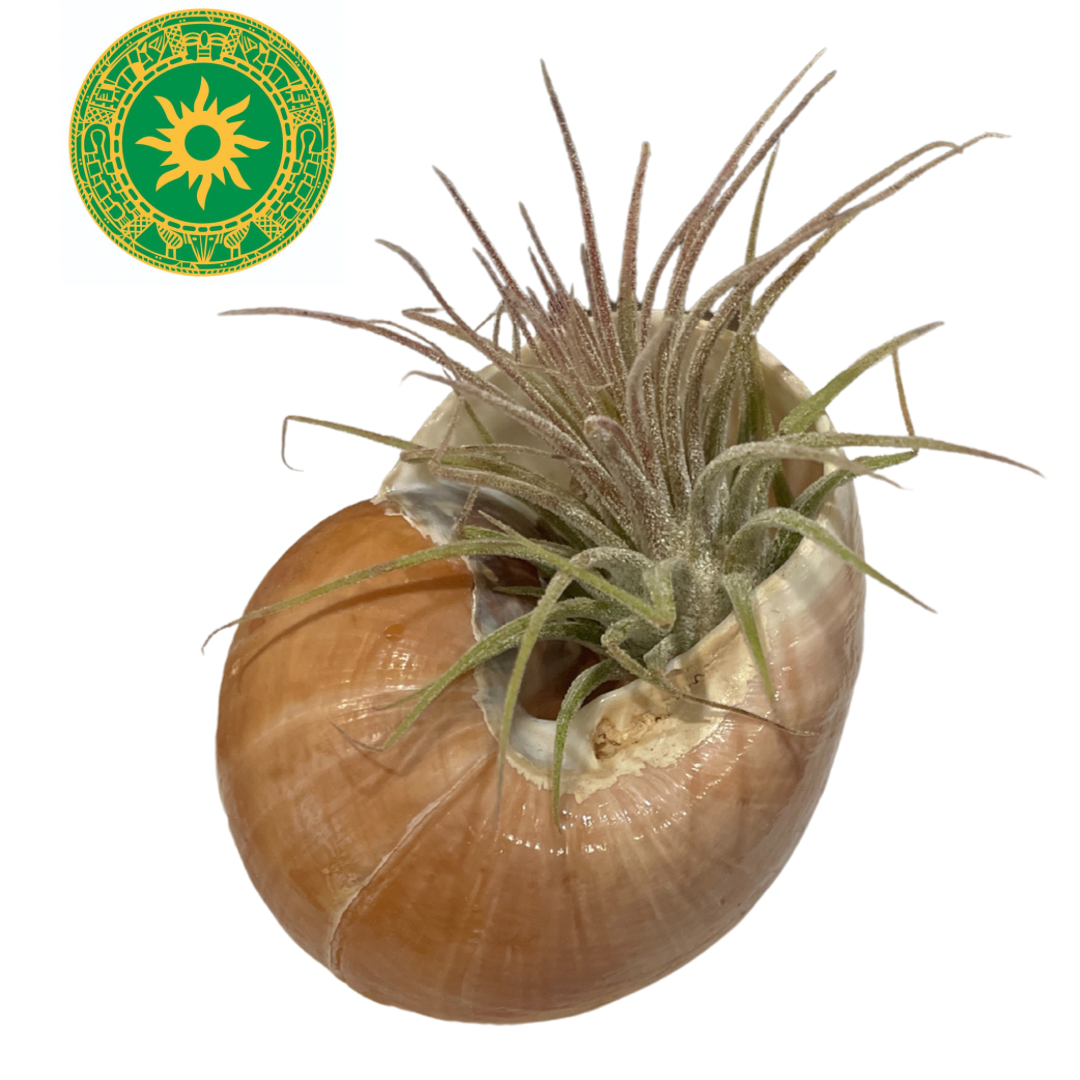 Airplants in Caracol - Curujey in Caracol