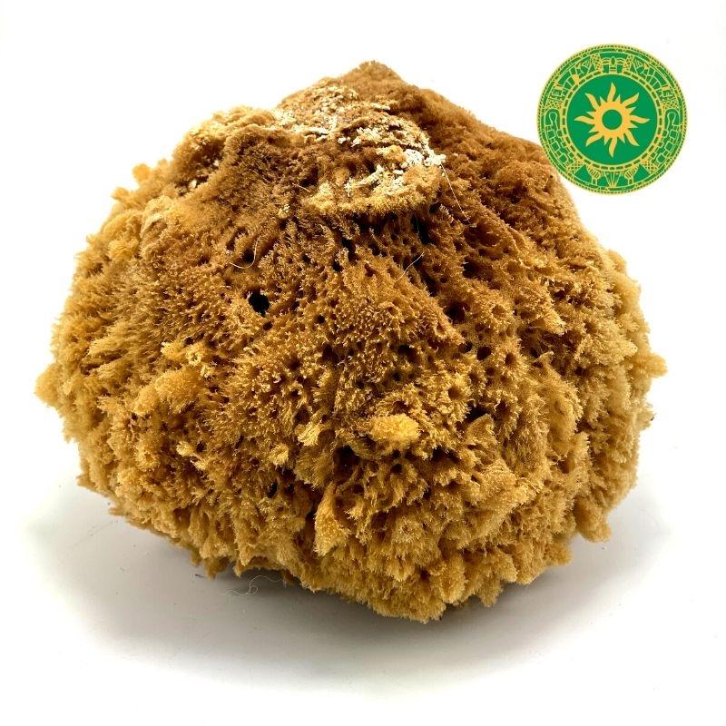 Esponja de mar Esponja de mar - Inshe Miami Esponja de mar BotanicasYoruba
