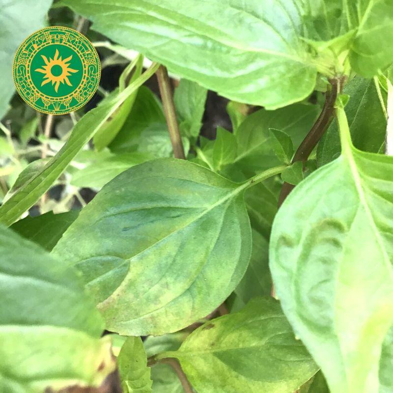 ALBAHACA MORADA ALBAHACA MORADA - Inshe Miami PLANTAS INSHE MIAMI