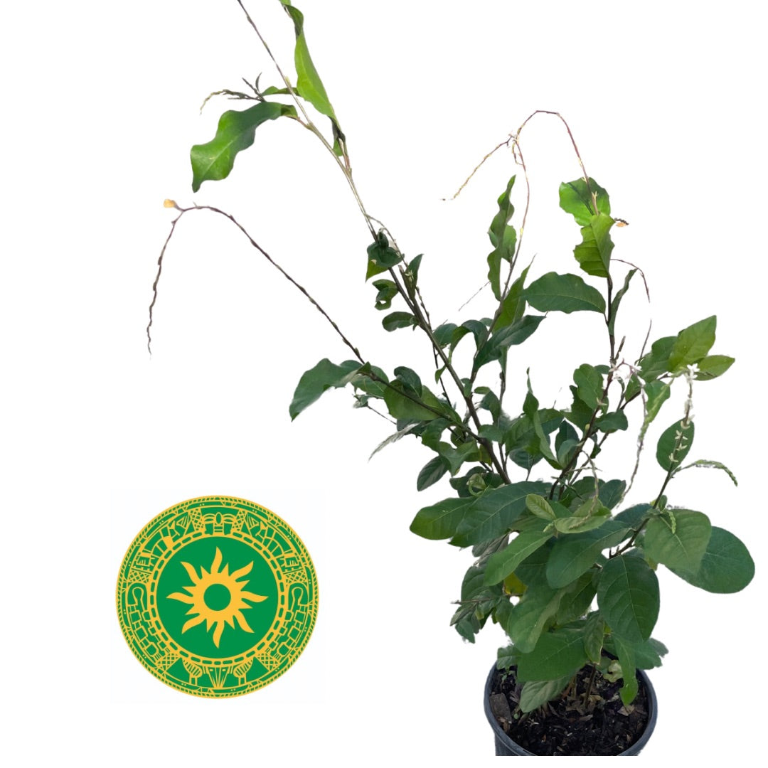 anamu plant seeds Anamú – Fresh Stems with Leaves or Plant with Root