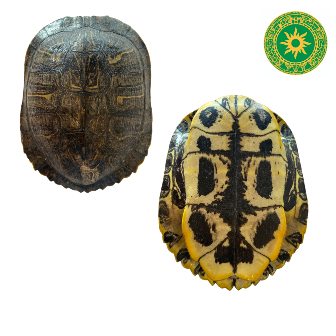Squid Carapace 6"
