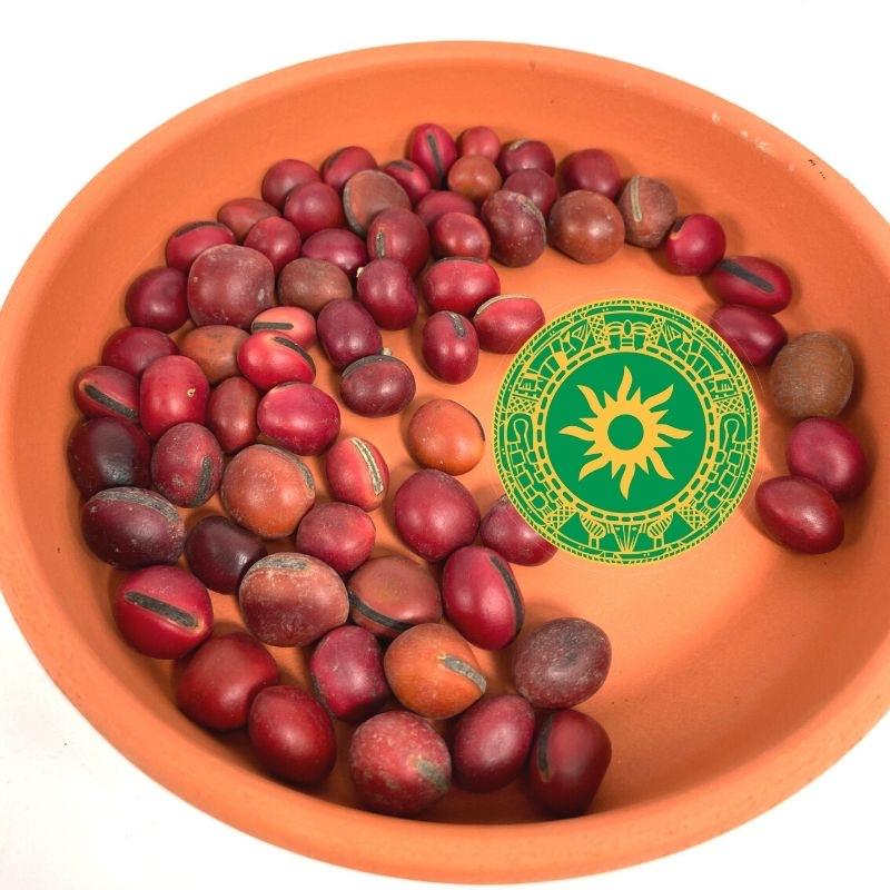 SEMILLAS 12 UNIDADES SEMILLAS 12 UNIDADES - Inshe Miami Camillas BotanicasYoruba Mate rojo